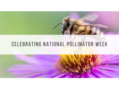 national pollinator week