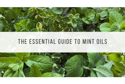 the essential guide to mint oils