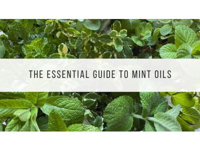 the essential guide to mint oils