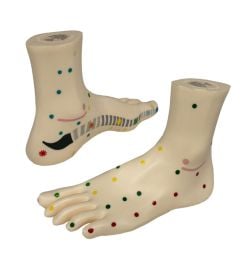 Anatomical Foot Model