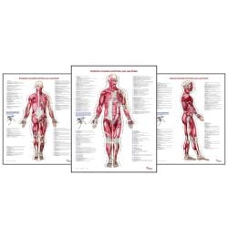 Trail Guide to the Body’s 'Muscles of the Human Body' Posters