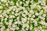 Chamomile Oil (Anthemis Nobilis) 107