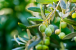 Olive Oil (Olea Europaea fruit oil) 50