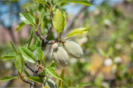 Almond Oil (Prunus Amygdalus Dulcis oil) 51