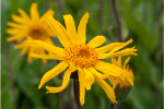 Arnica (Arnica Montana extract) 57