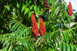 Japanese Sumac Wax (Rhus Verniciflua Peel Cera) 76