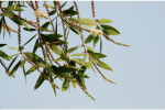 Cajuput Oil (Melaleuca leucadondron) 113