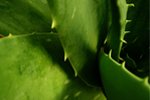 Aloe Vera Extract (Aloe barbadensis) 119